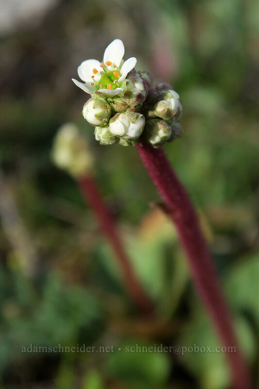 whole-leaf saxifrage (Micranthes integrifolia (Saxifraga integrifolia)) [Mosier Plateau, Mosier, Wasco County, Oregon]