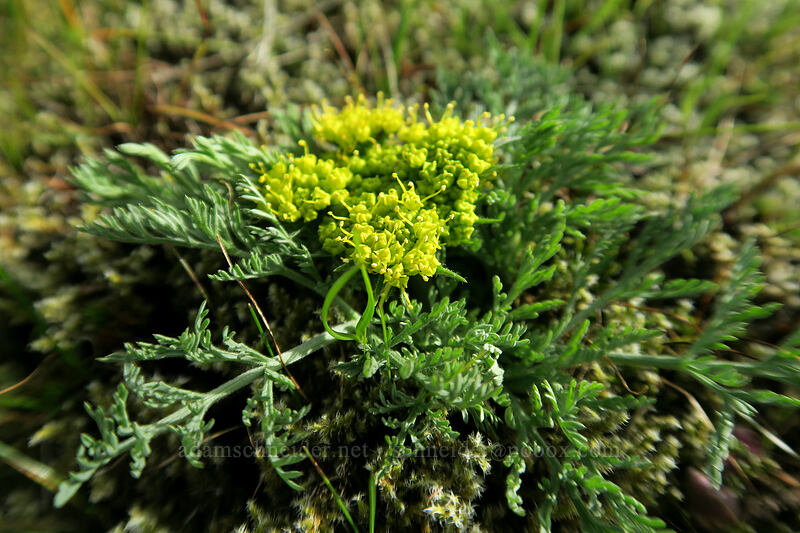 big-seed biscuitroot (large-fruit desert parsley) (Lomatium macrocarpum) [Mosier Plateau, Mosier, Wasco County, Oregon]