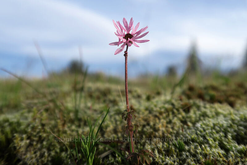 smooth prairie star (Lithophragma glabrum) [Mosier Plateau, Mosier, Wasco County, Oregon]