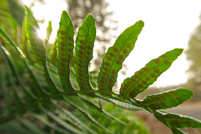 licorice fern spores (Polypodium glycyrrhiza) [U.S. Highway 30, Wasco County, Oregon]