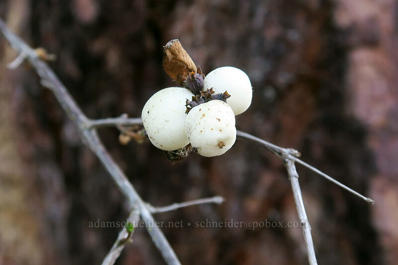 last year's snowberries (Symphoricarpos albus) [U.S. Highway 30, Wasco County, Oregon]