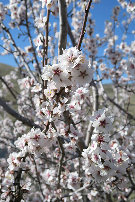 feral almond tree (Prunus amygdalus) [Old Railbed Trail, Deschutes River State Recreation Area, Sherman County, Oregon]
