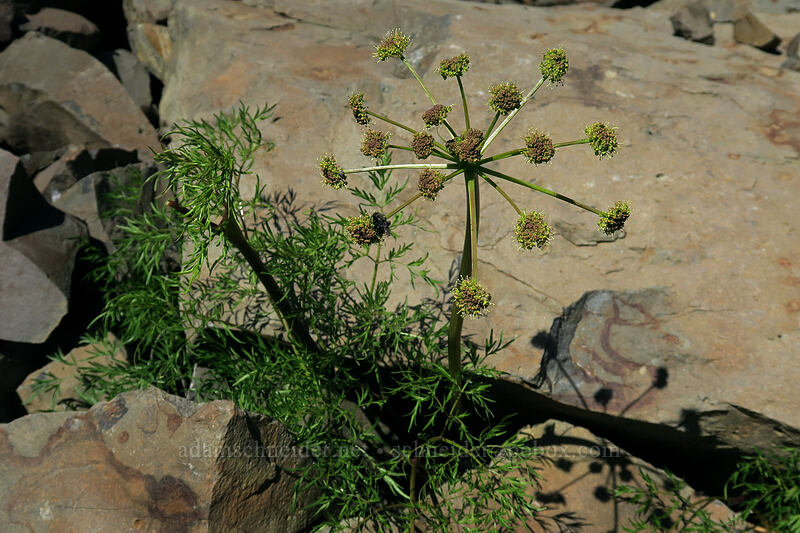 fern-leaf desert parsley (Lomatium multifidum (Lomatium dissectum var. multifidum)) [Old Railbed Trail, Deschutes River State Recreation Area, Sherman County, Oregon]