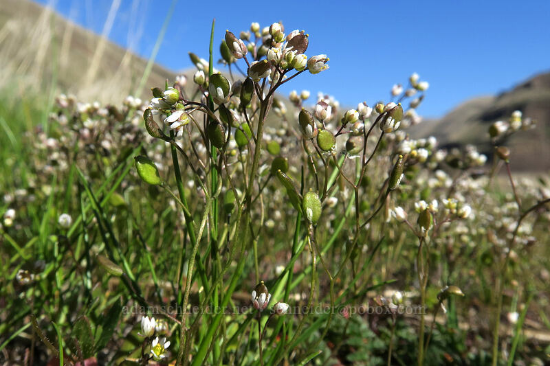 spring whitlow-grass (Draba verna) [Old Railbed Trail, Deschutes River State Recreation Area, Sherman County, Oregon]