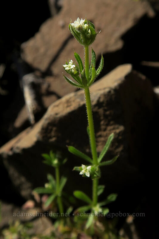 annual bedstraw (cleavers) (Galium aparine) [Old Railbed Trail, Deschutes River State Recreation Area, Sherman County, Oregon]