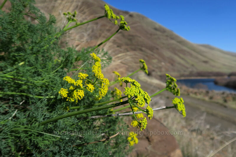 pungent desert parsley (Lomatium papilioniferum (Lomatium grayi)) [Old Railbed Trail, Deschutes River State Recreation Area, Sherman County, Oregon]