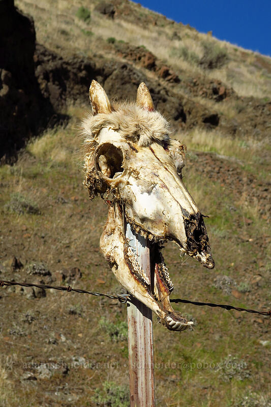 deer skull [Old Railbed Trail, Deschutes River State Recreation Area, Sherman County, Oregon]