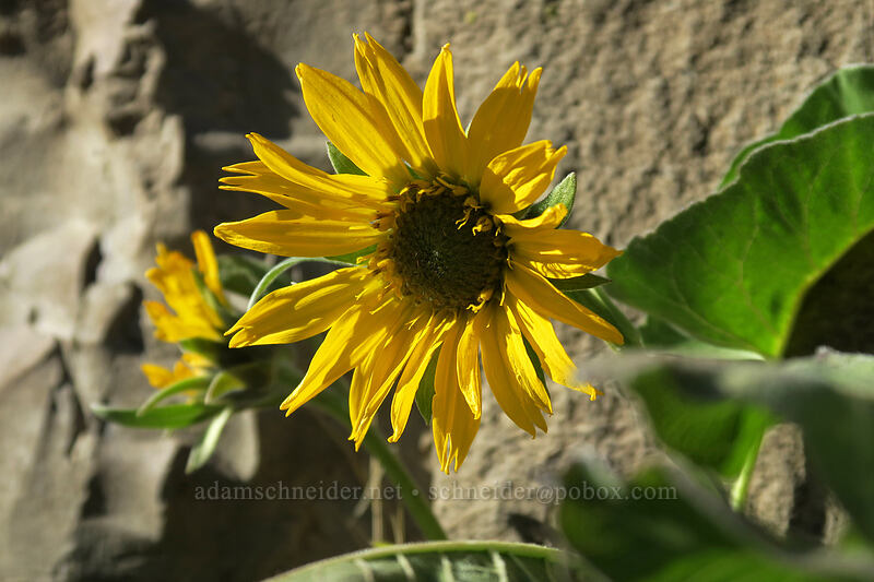 balsamroot (Balsamorhiza sp.) [Old Railbed Trail, Deschutes River State Recreation Area, Sherman County, Oregon]