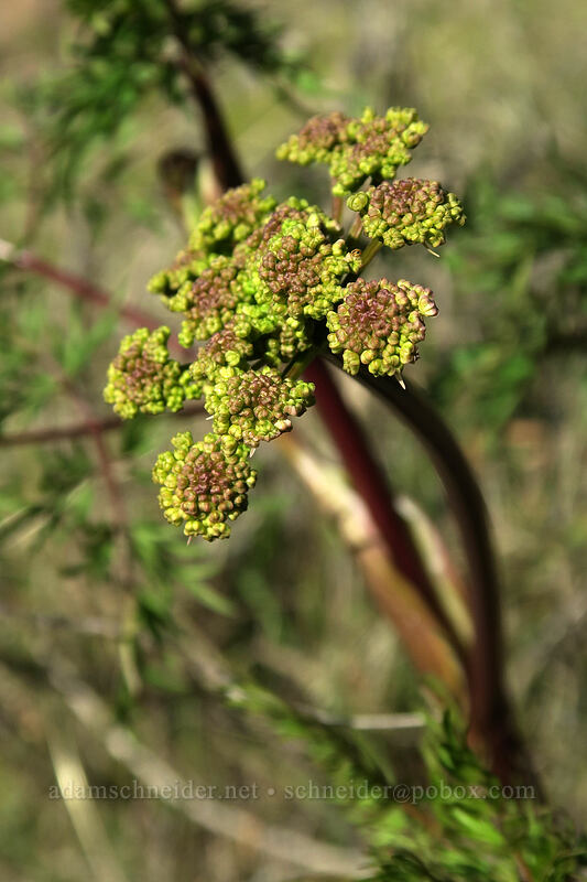 fern-leaf desert parsley (Lomatium multifidum (Lomatium dissectum var. multifidum)) [Old Railbed Trail, Deschutes River State Recreation Area, Sherman County, Oregon]