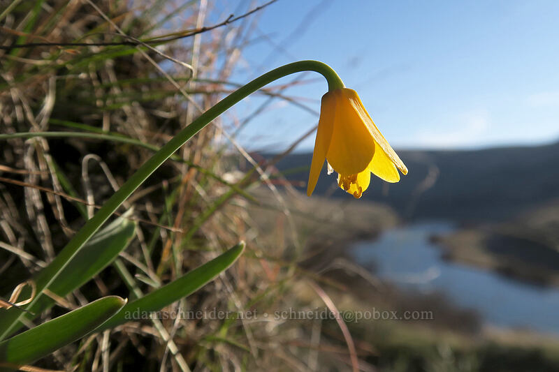 yellow bell (Fritillaria pudica) [Old Railbed Trail, Deschutes River State Recreation Area, Sherman County, Oregon]