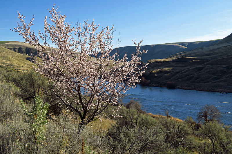 feral almond tree (Prunus amygdalus) [Old Railbed Trail, Deschutes River State Recreation Area, Sherman County, Oregon]