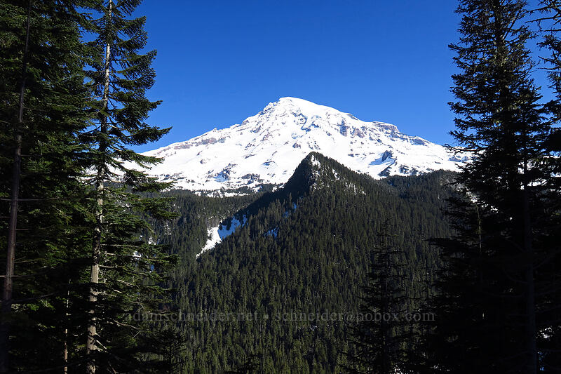 Mount Rainier [Ricksecker Point, Mt. Rainier National Park, Lewis County, Washington]