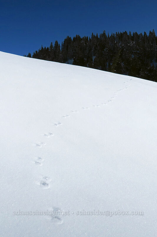 animal tracks [above Paradise, Mt. Rainier National Park, Pierce County, Washington]