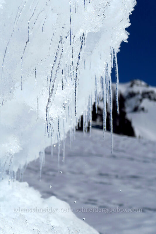 icicles on a cornice [above Paradise, Mt. Rainier National Park, Pierce County, Washington]