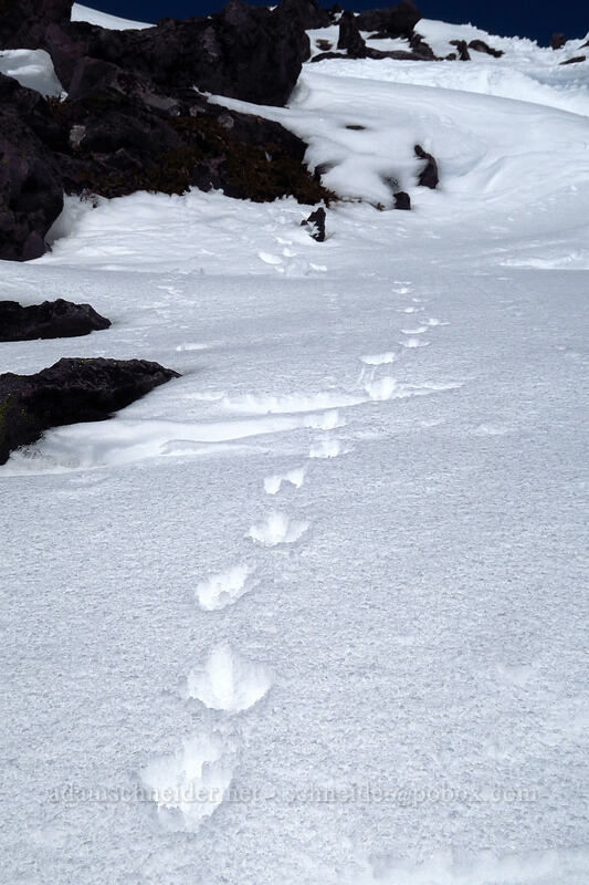 bird tracks in the snow [Panorama Point, Mt. Rainier National Park, Pierce County, Washington]