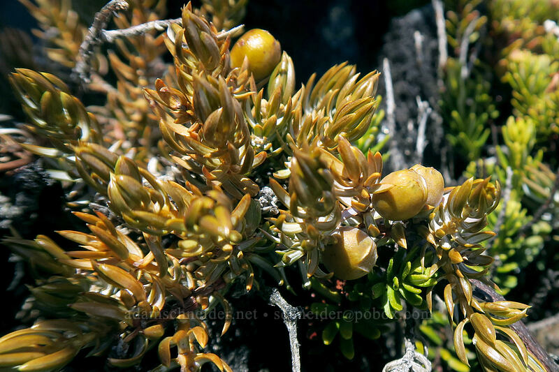 alpine juniper (Juniperus communis var. saxatilis (Juniperus communis ssp. alpina)) [Panorama Point, Mt. Rainier National Park, Pierce County, Washington]