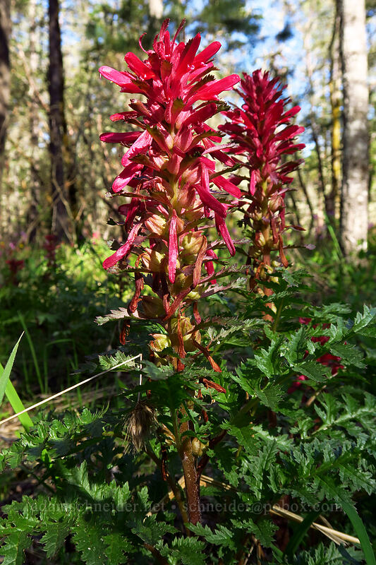 warrior's-plume lousewort (Pedicularis densiflora) [Espey Trailhead, Cathedral Hills Park, Josephine County, Oregon]
