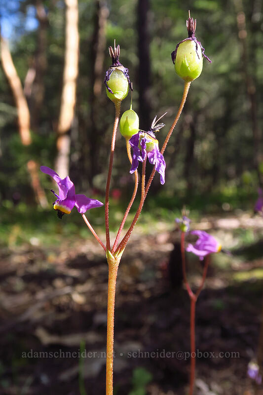 Henderson's shooting stars, going to seed (Dodecatheon hendersonii (Primula hendersonii)) [Outback Loop Trail, Cathedral Hills Park, Josephine County, Oregon]