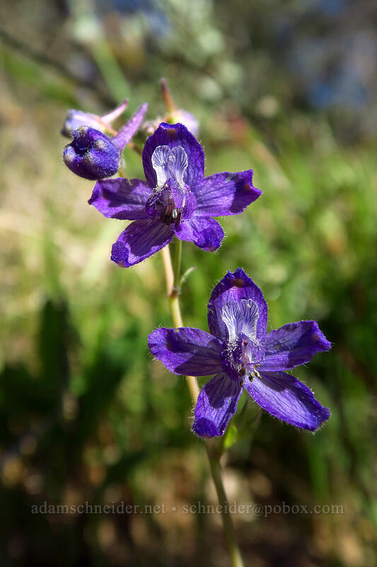 larkspur (Delphinium nuttallianum) [Outback Loop Trail, Cathedral Hills Park, Josephine County, Oregon]