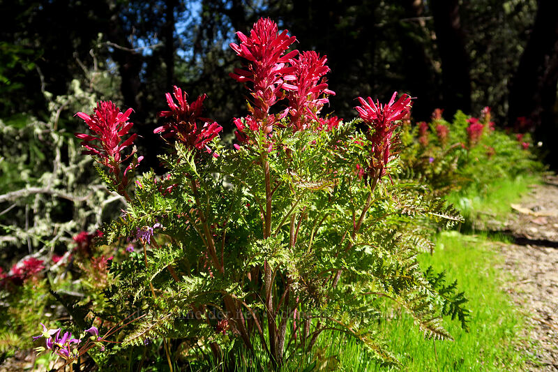 warrior's-plume lousewort (Pedicularis densiflora) [Shortcut Trail, Cathedral Hills Park, Josephine County, Oregon]