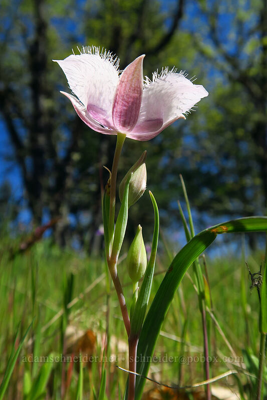 Tolmie's mariposa lily (Calochortus tolmiei) [Outback Loop Trail, Cathedral Hills Park, Josephine County, Oregon]