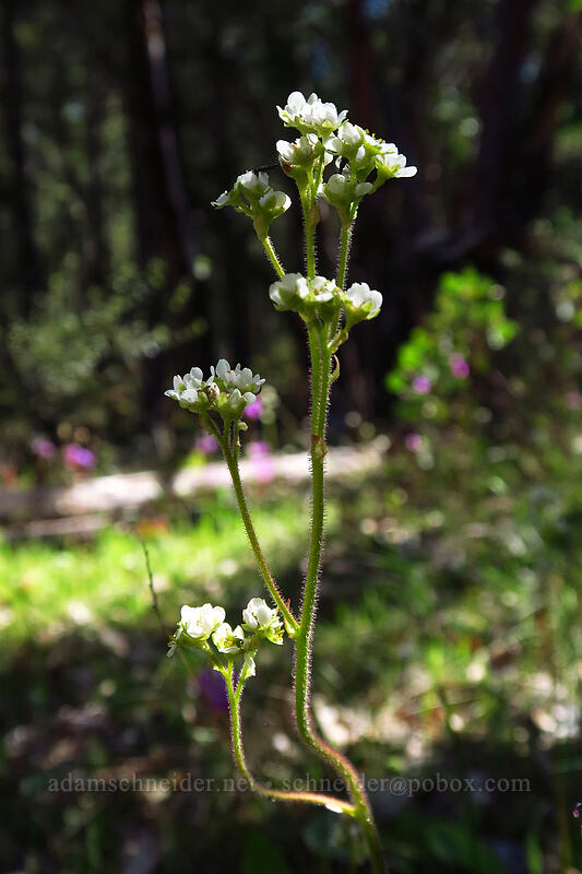California saxifrage (Micranthes californica (Saxifraga californica)) [Outback Loop Trail, Cathedral Hills Park, Josephine County, Oregon]