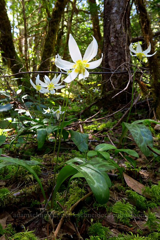 Oregon fawn lilies (Erythronium oregonum) [Limpy Botanical Trail, Rogue River-Siskiyou National Forest, Josephine County, Oregon]
