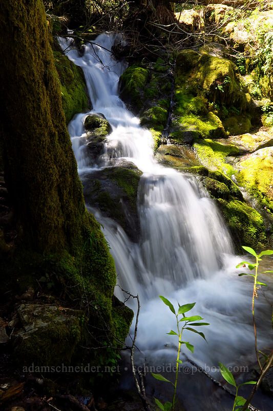 Limpy Creek [Limpy Botanical Trail, Rogue River-Siskiyou National Forest, Josephine County, Oregon]