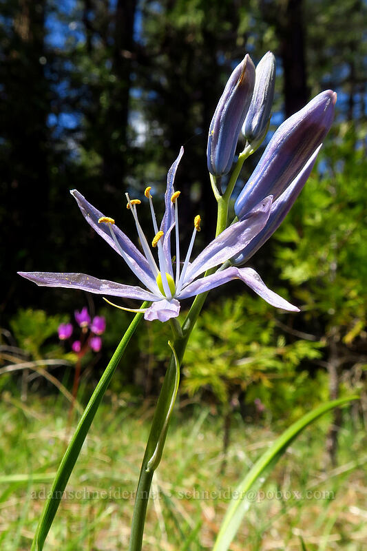 camas (Camassia sp.) [Limpy Botanical Trail, Rogue River-Siskiyou National Forest, Josephine County, Oregon]