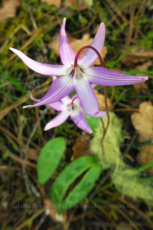 Henderson's fawn lilies (Erythronium hendersonii) [Limpy Botanical Trail, Rogue River-Siskiyou National Forest, Josephine County, Oregon]