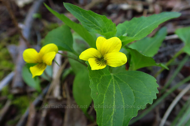 pioneer violets (Viola glabella) [Limpy Botanical Trail, Rogue River-Siskiyou National Forest, Josephine County, Oregon]