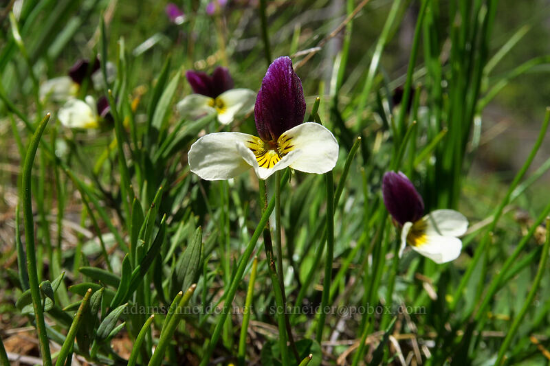 Oregon violets (Viola hallii) [Limpy Botanical Trail, Rogue River-Siskiyou National Forest, Josephine County, Oregon]