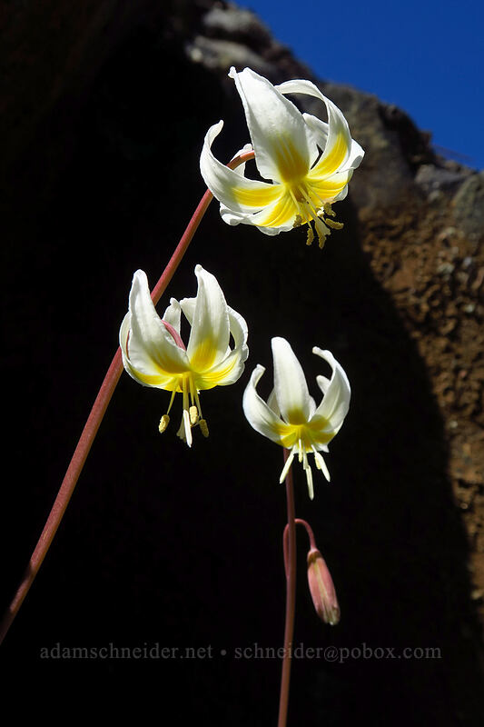 pale fawn lilies (Erythronium citrinum) [Days Gulch Botanical Area, Rogue River-Siskiyou National Forest, Josephine County, Oregon]