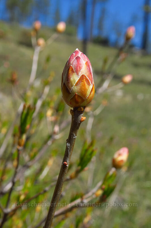 western azalea, just starting to bud (Rhododendron occidentale) [Days Gulch Botanical Area, Rogue River-Siskiyou National Forest, Josephine County, Oregon]