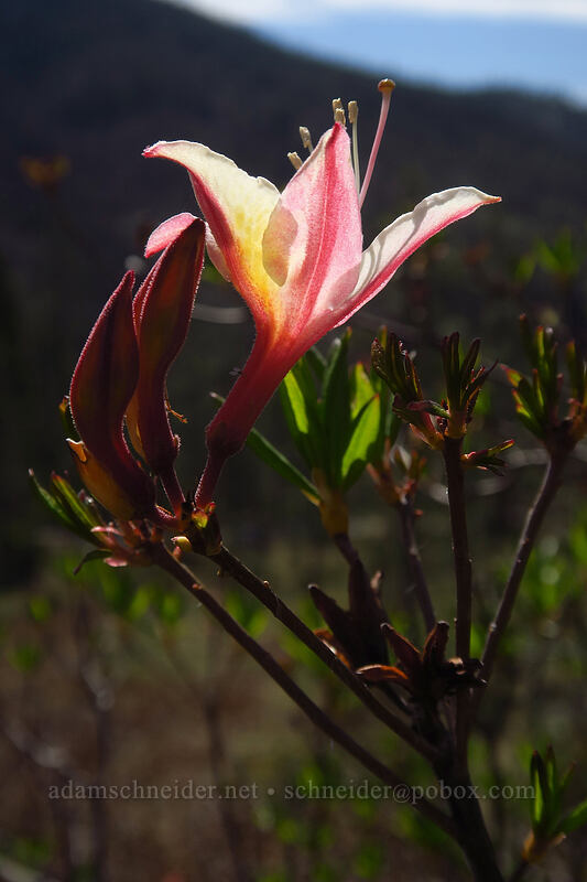 western azalea (Rhododendron occidentale) [Days Gulch Botanical Area, Rogue River-Siskiyou National Forest, Josephine County, Oregon]