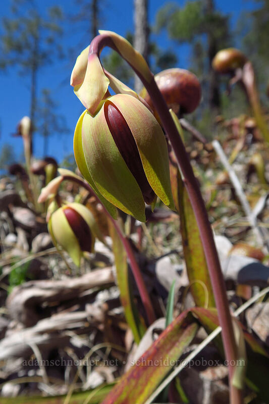 California pitcher plant flowers (Darlingtonia californica) [Days Gulch Botanical Area, Rogue River-Siskiyou National Forest, Josephine County, Oregon]