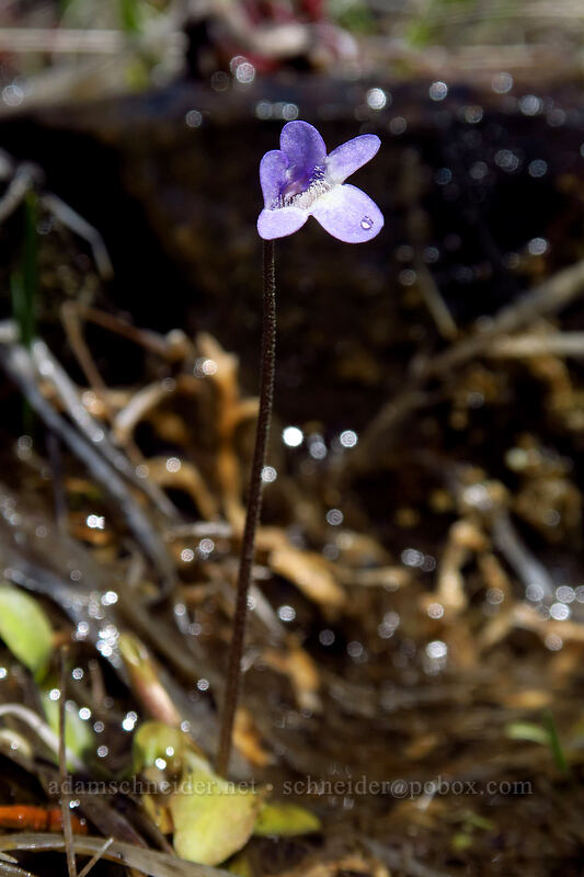butterwort (Pinguicula macroceras (Pinguicula vulgaris ssp. macroceras)) [Days Gulch Botanical Area, Rogue River-Siskiyou National Forest, Josephine County, Oregon]