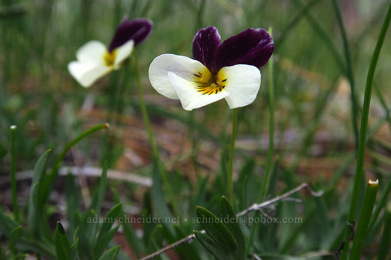 Oregon violets (Viola hallii) [Days Gulch Botanical Area, Rogue River-Siskiyou National Forest, Josephine County, Oregon]