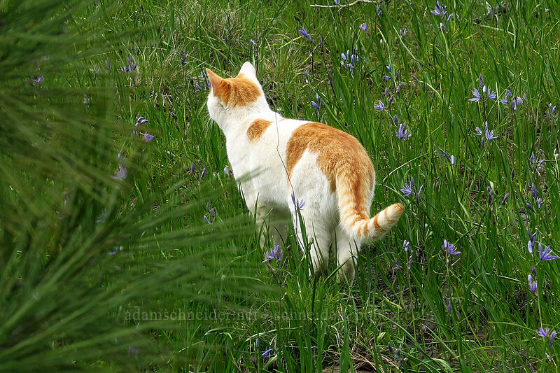 cat in a camas field (Felis catus, Camassia sp.) [Eight Dollar Mountain Botanical Wayside, Josephine County, Oregon]