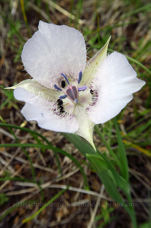 hybrid mariposa lily? (Calochortus tolmiei x uniflorus) [Eight Dollar Mountain Botanical Wayside, Josephine County, Oregon]