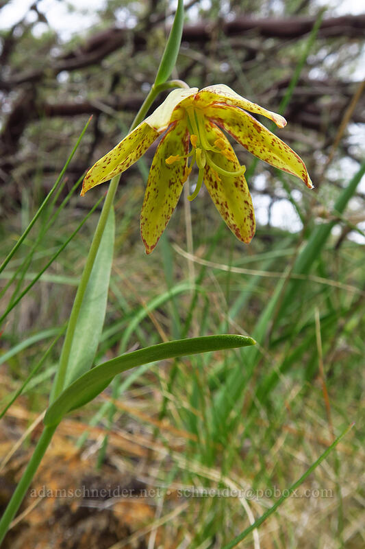 checker lily (Fritillaria affinis) [Eight Dollar Mountain Botanical Wayside, Josephine County, Oregon]
