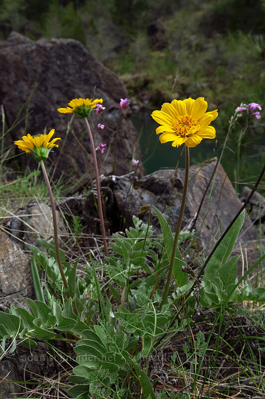 silky balsamroot (Balsamorhiza sericea) [Little Falls Loop Trail, Rogue River-Siskiyou National Forest, Josephine County, Oregon]