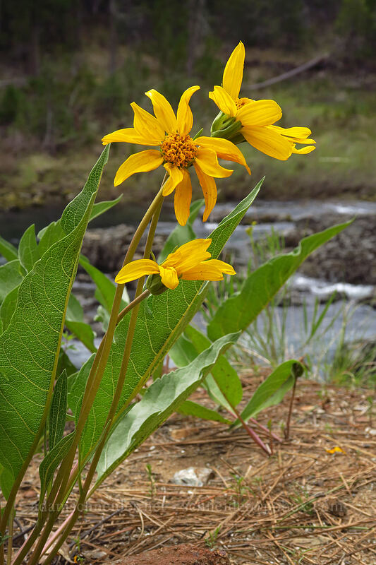 hybrid balsamroot (Balsamorhiza deltoidea x sericea) [Little Falls Loop Trail, Rogue River-Siskiyou National Forest, Josephine County, Oregon]