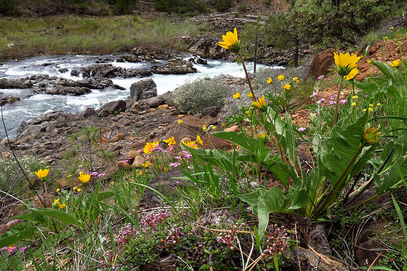 hybrid balsamroot (Balsamorhiza deltoidea x sericea) [Little Falls Loop Trail, Rogue River-Siskiyou National Forest, Josephine County, Oregon]
