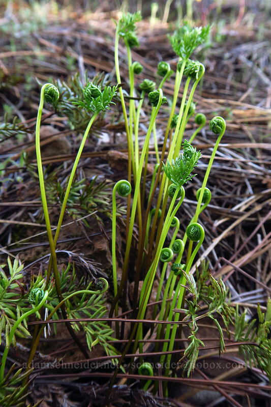 Oregon cliff-brake ferns (Aspidotis densa) [Forest Road 011, Rogue River-Siskiyou National Forest, Josephine County, Oregon]