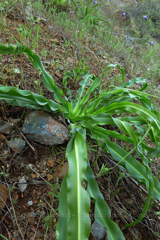 wavy-leaf soap plant (Chlorogalum pomeridianum) [Star Flat, Rogue River-Siskiyou National Forest, Josephine County, Oregon]