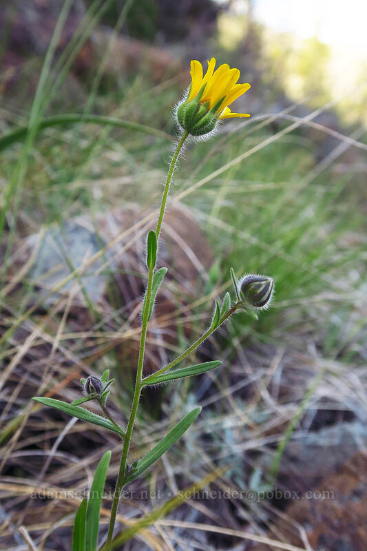 madia (Madia sp.) [Star Flat, Rogue River-Siskiyou National Forest, Josephine County, Oregon]
