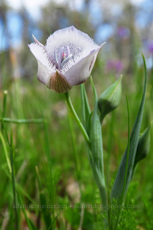 Tolmie's mariposa lily (Calochortus tolmiei) [Britt Canyon Trail, Jacksonville Woodlands, Jackson County, Oregon]