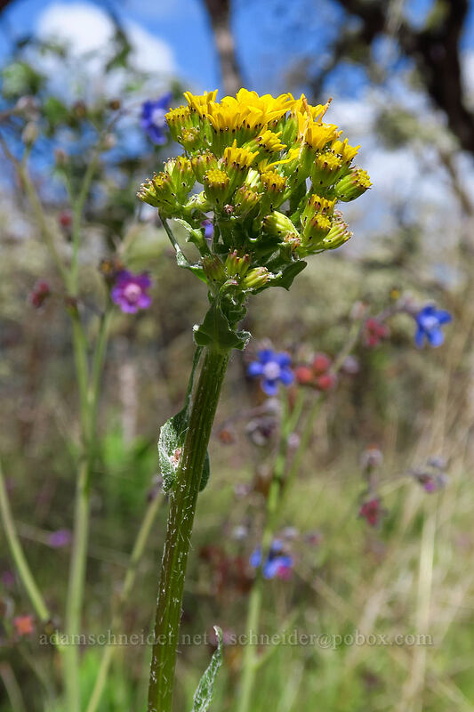 ragwort/groundsel (Senecio integerrimus) [Britt Canyon Trail, Jacksonville Woodlands, Jackson County, Oregon]