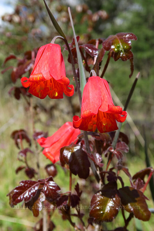 scarlet fritillary (red bells) & poison-oak (Fritillaria recurva, Toxicodendron diversilobum (Rhus diversiloba)) [Britt Canyon Trail, Jacksonville Woodlands, Jackson County, Oregon]